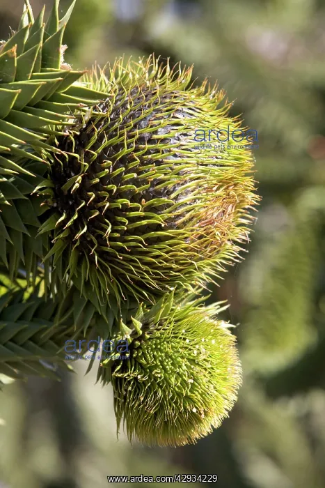 : Araucaria / Monkey Puzzle / Chile Pine Tree - Female : Araucaria / Monkey Puzzle / Chile Pine Tree - Female