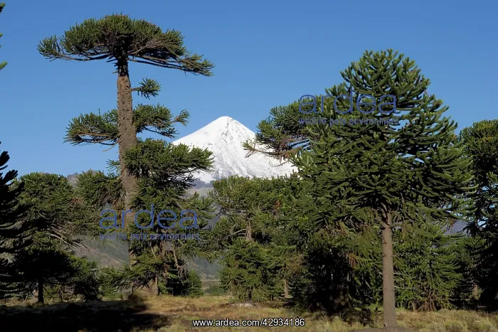 : Araucaria / Monkey Puzzle / Chile Pine Tree & Lanin Volcano : Araucaria / Monkey Puzzle / Chile Pine Tree & Lanin Volcano