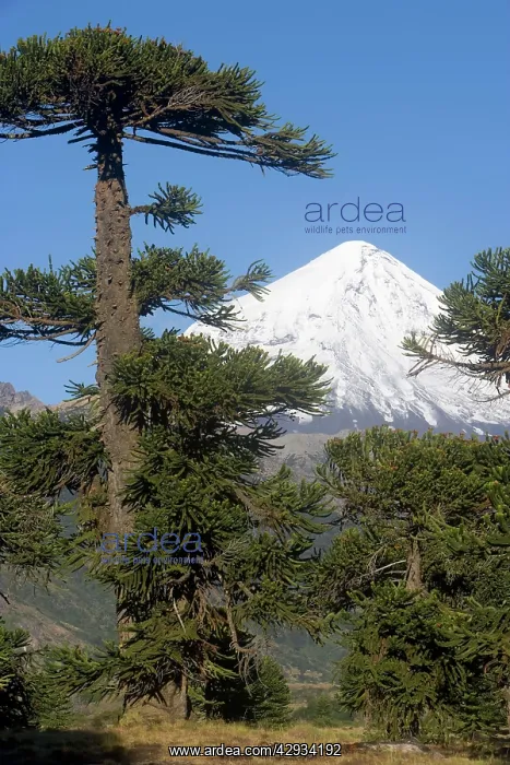 : Araucaria / Monkey Puzzle / Chile Pine Tree & Lanin Volcano : Araucaria / Monkey Puzzle / Chile Pine Tree & Lanin Volcano