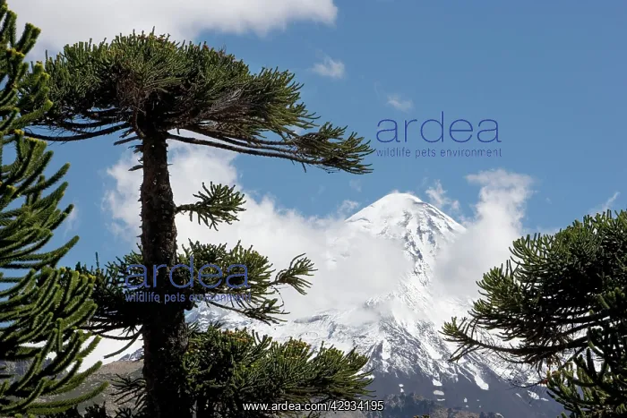 : Araucaria / Monkey Puzzle / Chile Pine Tree & Lanin Volcano : Araucaria / Monkey Puzzle / Chile Pine Tree & Lanin Volcano