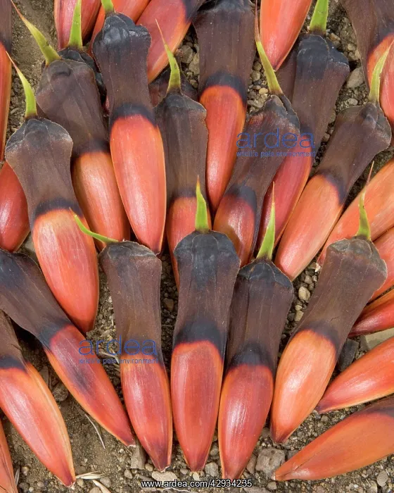 : Araucaria / Monkey Puzzle / Chile Pine tree seeds : Araucaria / Monkey Puzzle / Chile Pine tree seeds