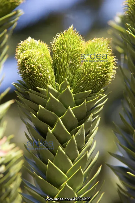 : Araucaria / Monkey Puzzle / Chile Pine Tree - Young : Araucaria / Monkey Puzzle / Chile Pine Tree - Young