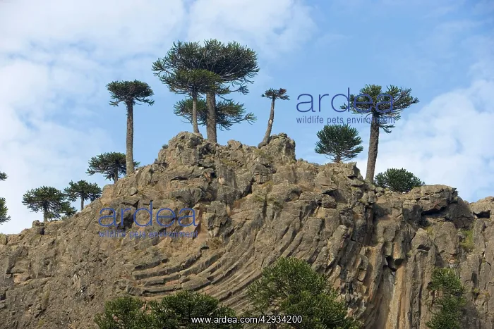 : Araucaria / Monkey Puzzle / Chile Pine Trees growing : Araucaria / Monkey Puzzle / Chile Pine Trees growing