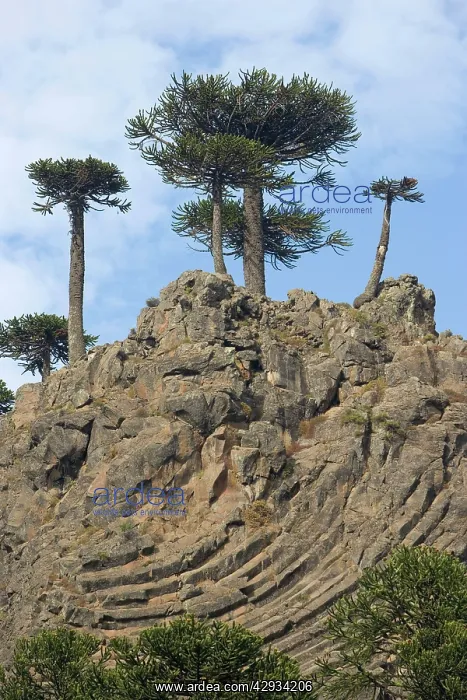 : Araucaria / Monkey Puzzle / Chile Pine Trees growing : Araucaria / Monkey Puzzle / Chile Pine Trees growing