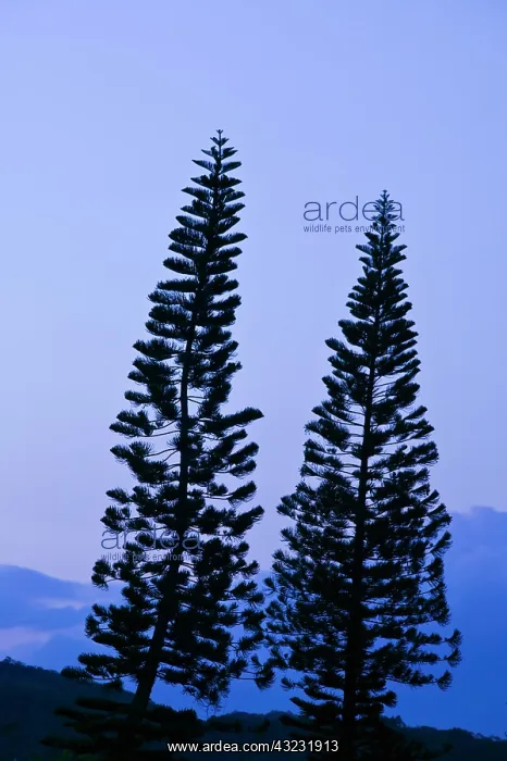 : Araucaria Pine (Araucaria bernieri) at sunset : Araucaria Pine (Araucaria bernieri) at sunset