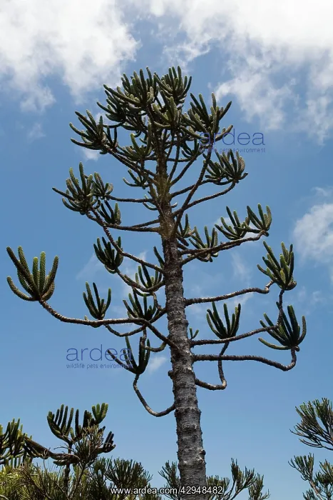 : Araucaria tree in the highlands of New Caledonia : Araucaria tree in the highlands of New Caledonia