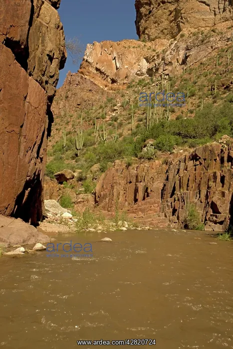 : Aravaipa Canyon Wilderness Cliffs and Creek : Aravaipa Canyon Wilderness Cliffs and Creek