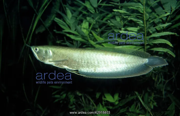 : Arawana - Amazon : Arawana - Amazon