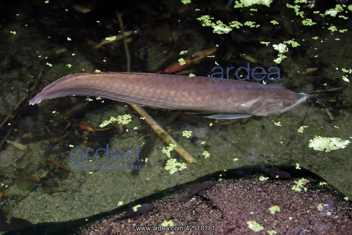 : Arawana Fish : Arawana Fish