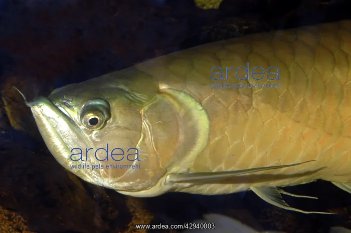: Arawana Fish - Freshwater species : Arawana Fish - Freshwater species
