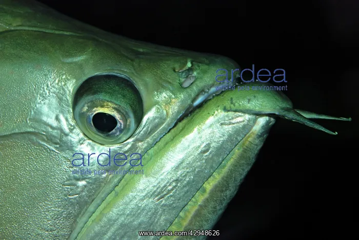 : Arawana Fish - tropical freshwaters : Arawana Fish - tropical freshwaters