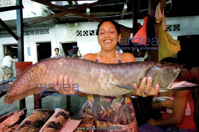 : Arawana in MArket : Arawana in MArket