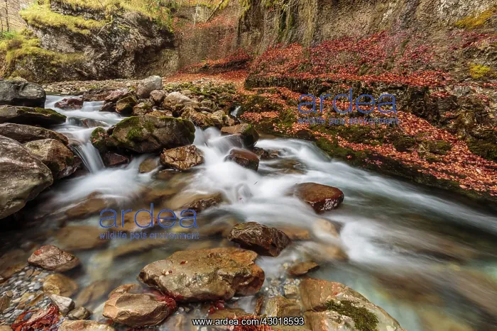  : Arazas river in Ordesa valley