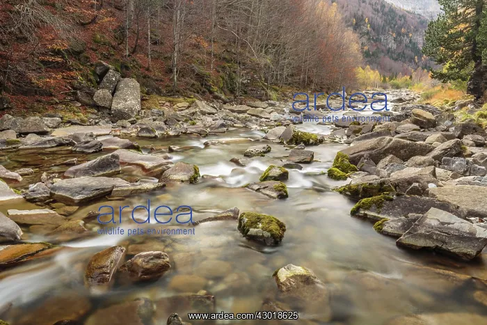  : Arazas river in Ordesa valley