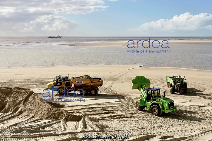 : Arbeiten am Strand, Sand wird mit Traktor am Badestrand : Arbeiten am Strand, Sand wird mit Traktor am Badestrand