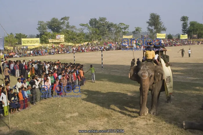 : Arbitrator on Elephant World Elephant Polo Terai Nepal : Arbitrator on Elephant World Elephant Polo Terai Nepal