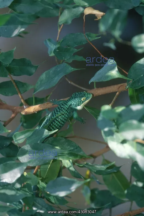: Arboreal Alligator Lizard : Arboreal Alligator Lizard