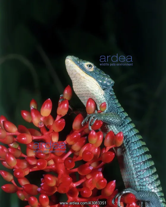 : Arboreal Alligator Lizard : Arboreal Alligator Lizard