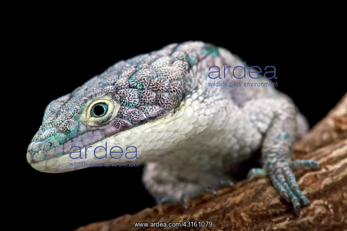 : Arboreal alligator lizard (Abronia graminea) : Arboreal alligator lizard (Abronia graminea)