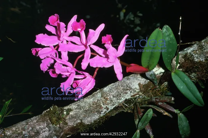 : Arboreal Orchids : Arboreal Orchids