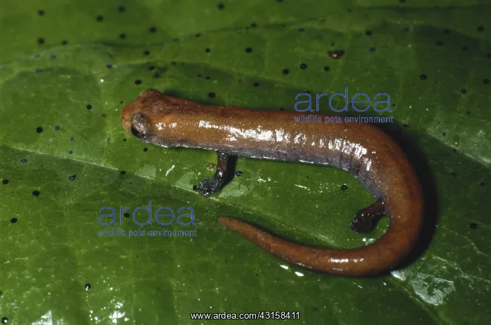: Arboreal Salamander : Arboreal Salamander