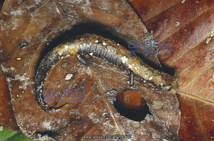 : Arboreal Salamander : Arboreal Salamander