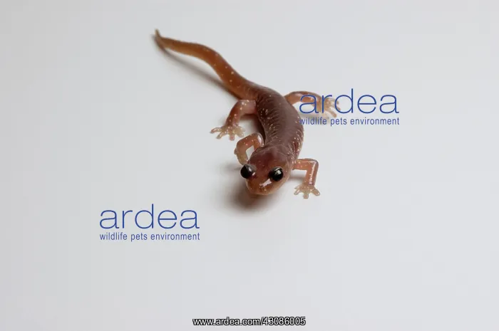 : Arboreal Salamander (Aneides lugubris) : Arboreal Salamander (Aneides lugubris)