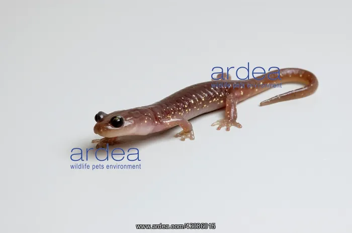 : Arboreal Salamander (Aneides lugubris) : Arboreal Salamander (Aneides lugubris)