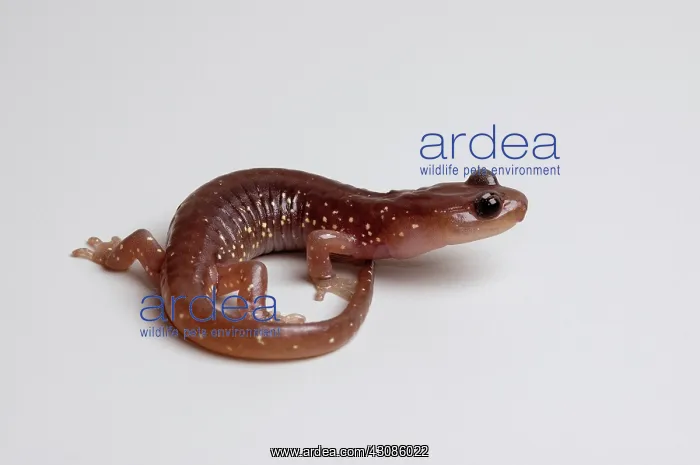 : Arboreal Salamander (Aneides lugubris) : Arboreal Salamander (Aneides lugubris)