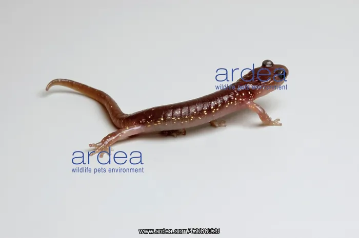 : Arboreal Salamander (Aneides lugubris) : Arboreal Salamander (Aneides lugubris)