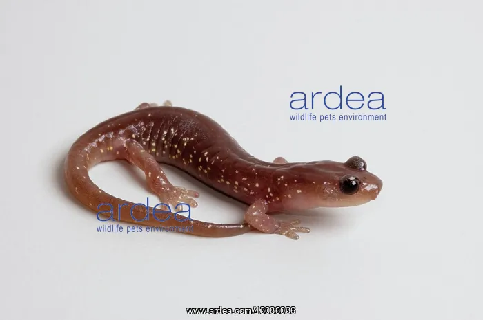 : Arboreal Salamander (Aneides lugubris) : Arboreal Salamander (Aneides lugubris)