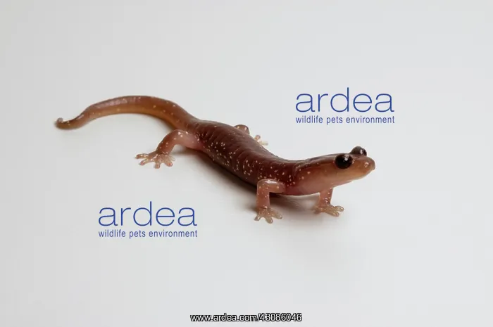 : Arboreal Salamander (Aneides lugubris) : Arboreal Salamander (Aneides lugubris)