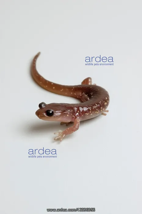 : Arboreal Salamander (Aneides lugubris) : Arboreal Salamander (Aneides lugubris)