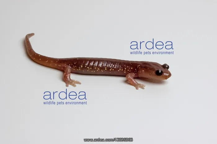  : Arboreal Salamander (Aneides lugubris)
