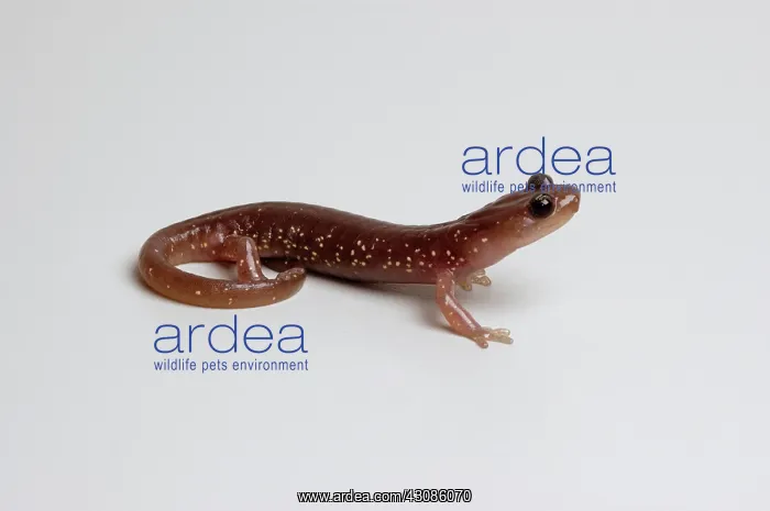 : Arboreal Salamander (Aneides lugubris) : Arboreal Salamander (Aneides lugubris)