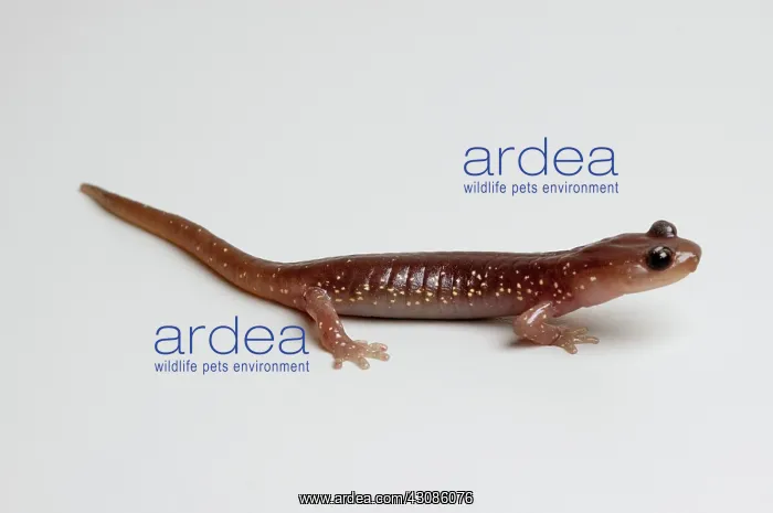 : Arboreal Salamander (Aneides lugubris) : Arboreal Salamander (Aneides lugubris)