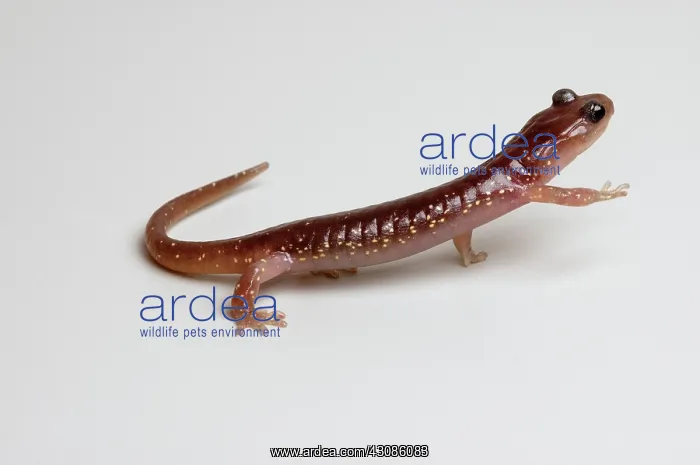  : Arboreal Salamander (Aneides lugubris)