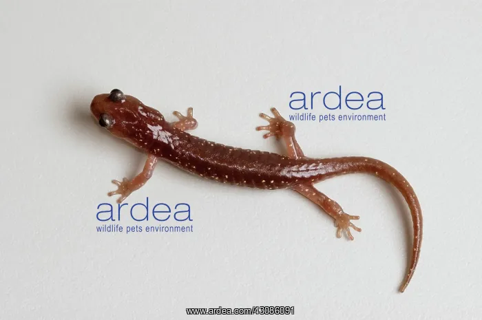  : Arboreal Salamander (Aneides lugubris)