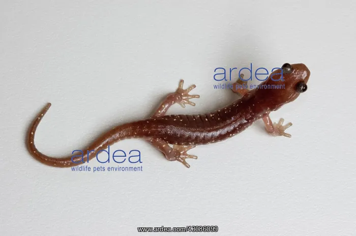  : Arboreal Salamander (Aneides lugubris)