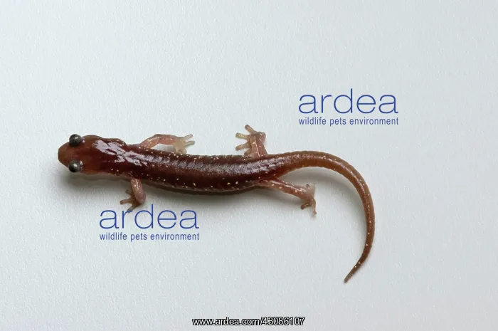 : Arboreal Salamander (Aneides lugubris) : Arboreal Salamander (Aneides lugubris)