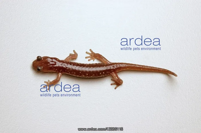 : Arboreal Salamander (Aneides lugubris) : Arboreal Salamander (Aneides lugubris)
