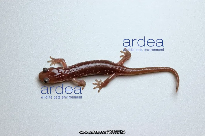  : Arboreal Salamander (Aneides lugubris)