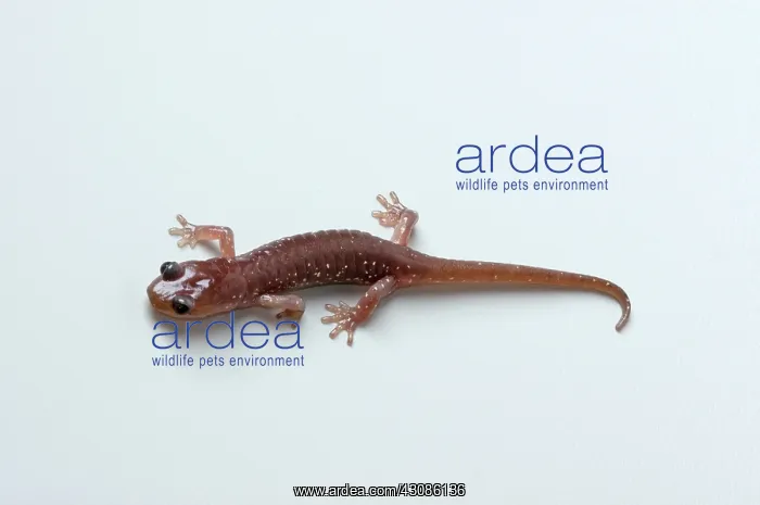: Arboreal Salamander (Aneides lugubris) : Arboreal Salamander (Aneides lugubris)