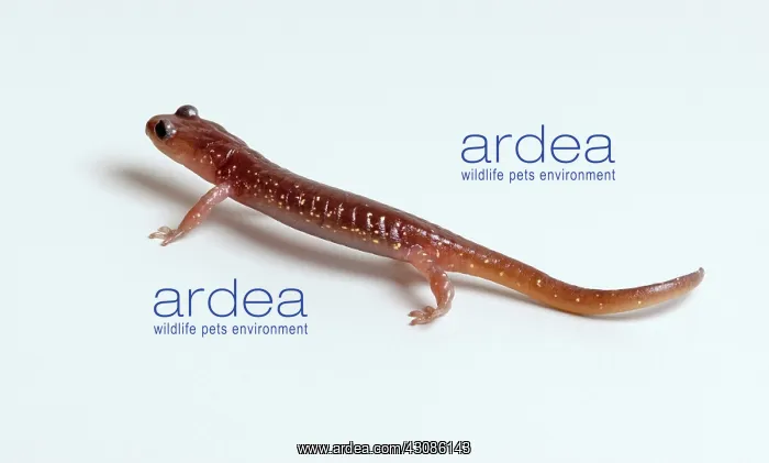 : Arboreal Salamander (Aneides lugubris) : Arboreal Salamander (Aneides lugubris)