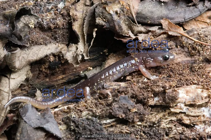 : Arboreal Salamander (Aneides lugubris) : Arboreal Salamander (Aneides lugubris)