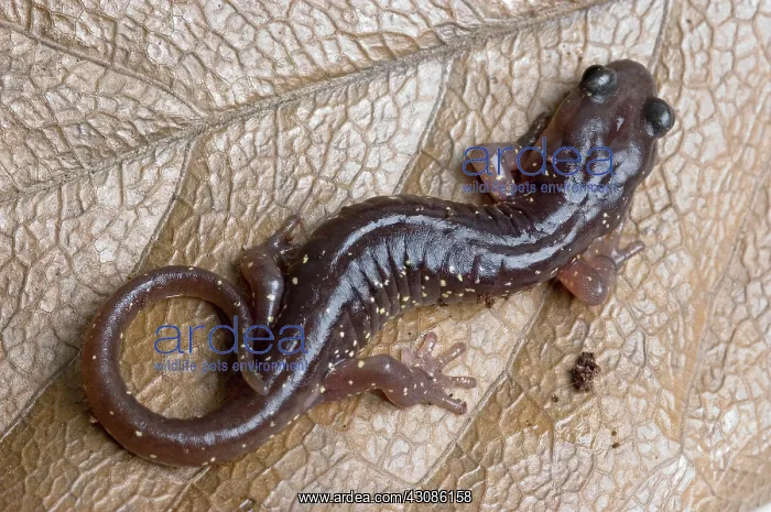 : Arboreal Salamander (Aneides lugubris) : Arboreal Salamander (Aneides lugubris)