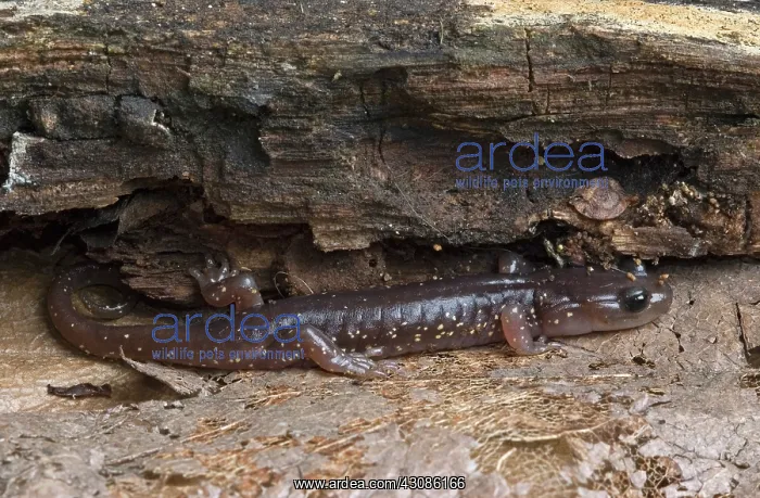 : Arboreal Salamander (Aneides lugubris) : Arboreal Salamander (Aneides lugubris)