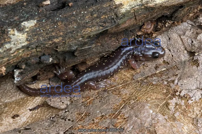 : Arboreal Salamander (Aneides lugubris) : Arboreal Salamander (Aneides lugubris)