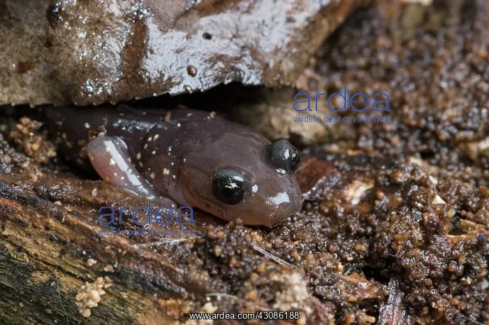 : Arboreal Salamander (Aneides lugubris) : Arboreal Salamander (Aneides lugubris)