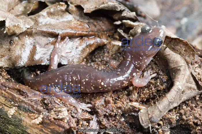 : Arboreal Salamander (Aneides lugubris) : Arboreal Salamander (Aneides lugubris)